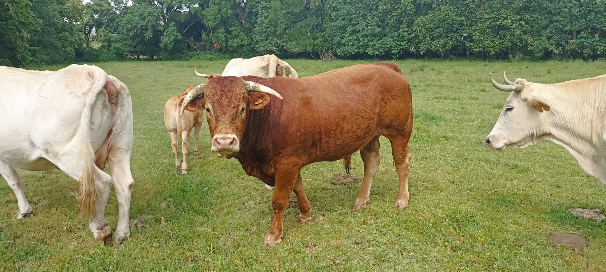 vacas 2