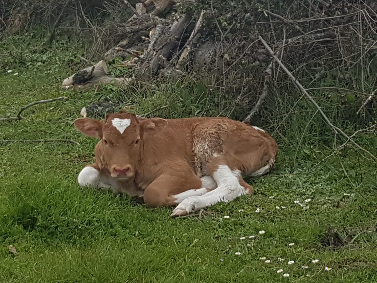 vacas 3