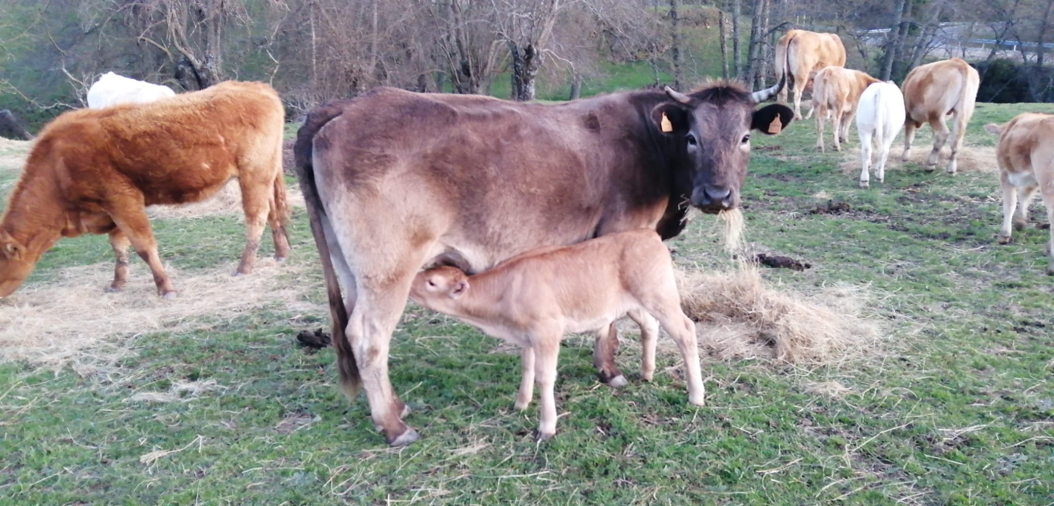 vacas 4