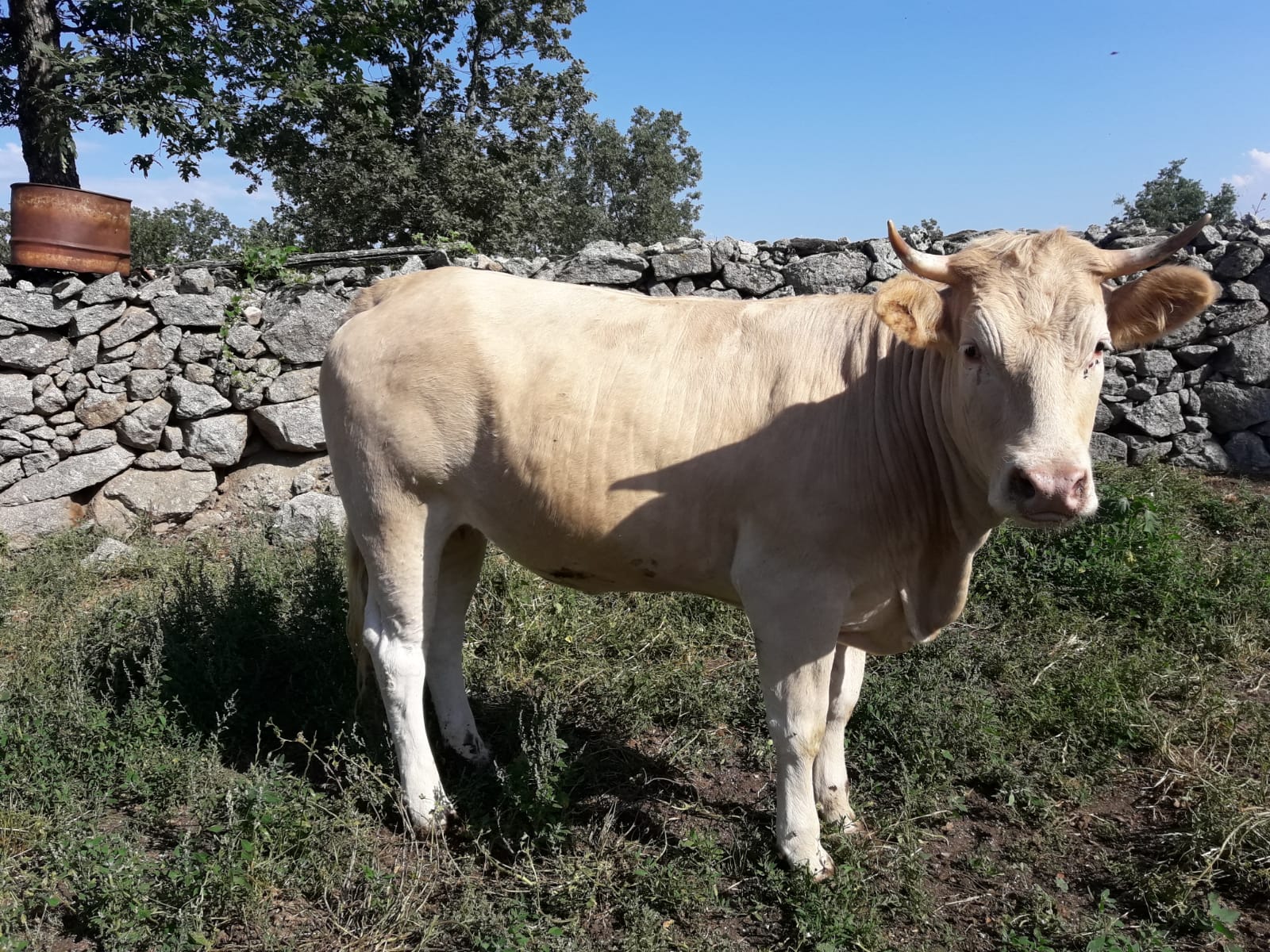 vacas 5