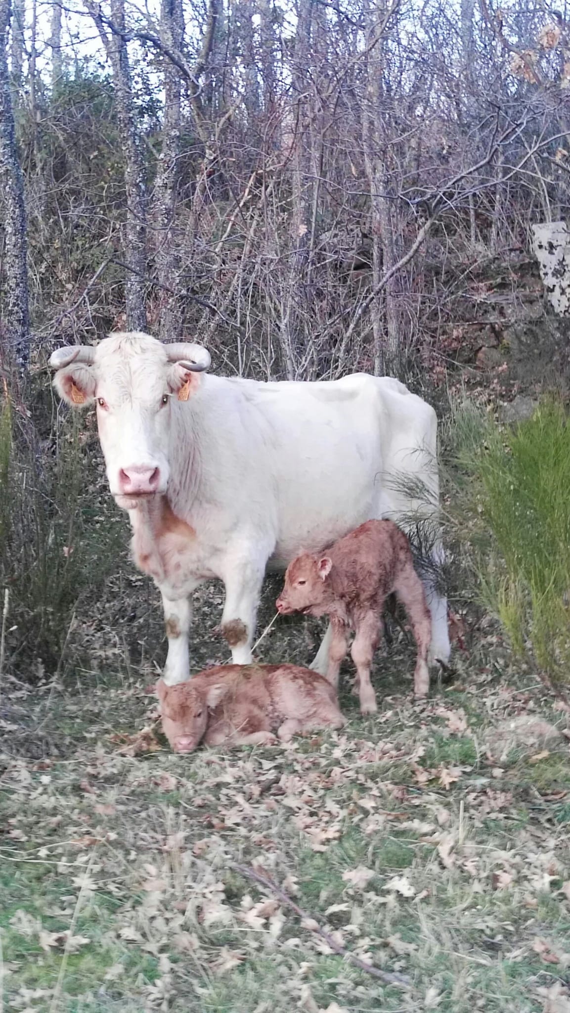vacas 6