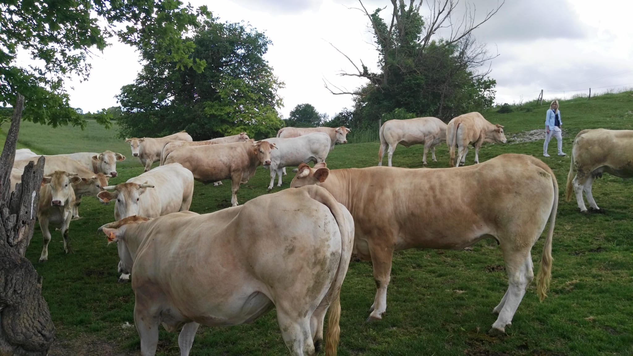 vacas 7
