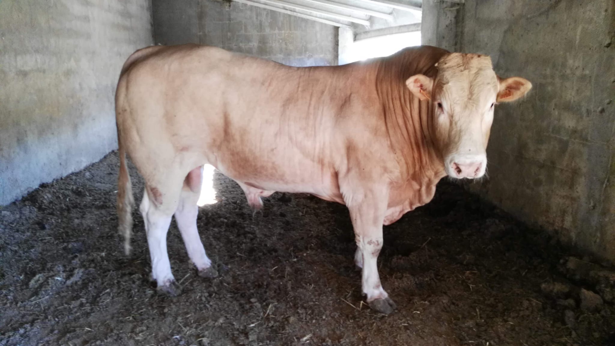 vacas 9